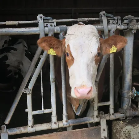 شقة Bauernhof Bohner *