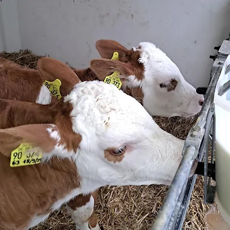 Ferienhof Windegg Lägenhet