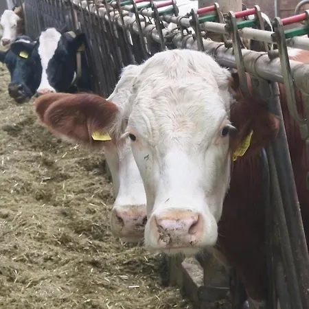 Ferienhof Windegg Lägenhet *