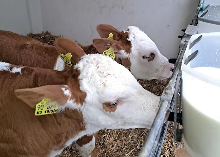 Bauernhof Bohner شقة